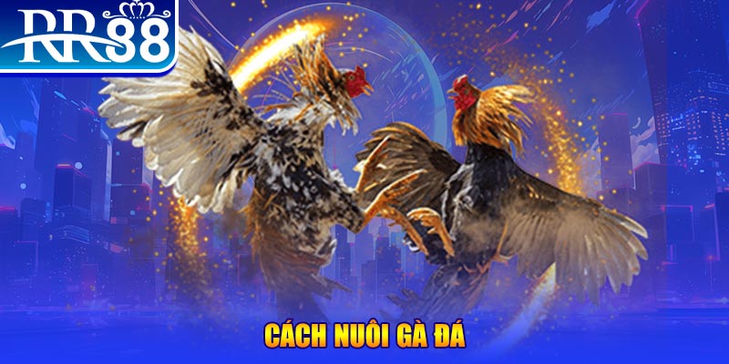 98vin đăng nhập phỏm đổi thưởng